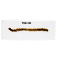 Нереїда