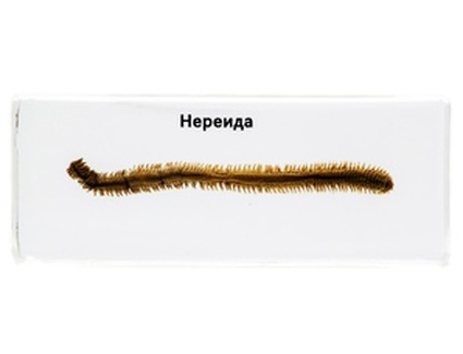 Нереїда