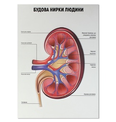 Будова нирки людини