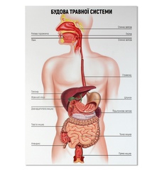 Будова травної системи людини
