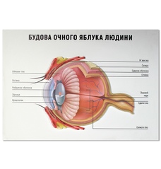 Будова ока людини
