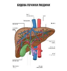 Будова печінки людини