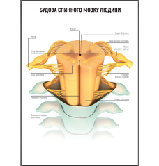 Будова спинного мозку людини