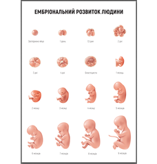 Ембріональний розвиток людини