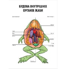 Внутрішня будова жаби