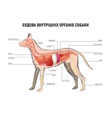 Внутрішня будова собаки
