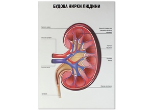 Будова нирки людини