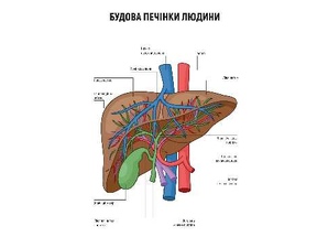 Будова печінки людини