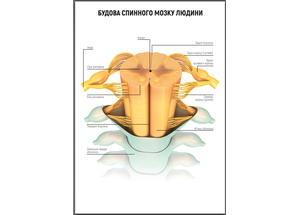 Будова спинного мозку людини