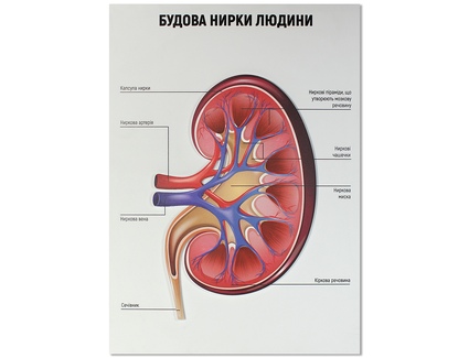 Будова нирки людини
