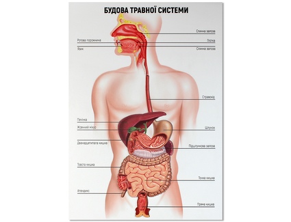 Будова травної системи людини