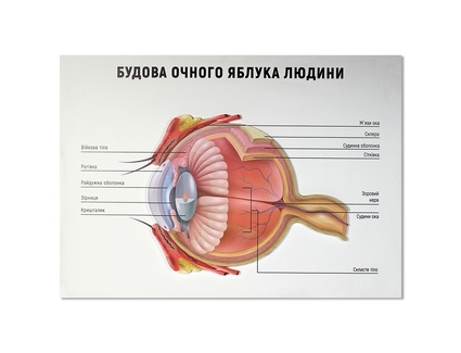 Будова ока людини