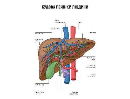 Будова печінки людини