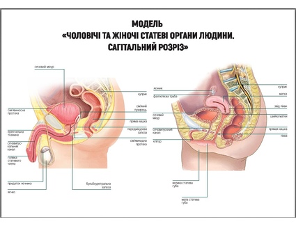 Чоловічі та жіночі статеві органи людини. Сагітальний розріз