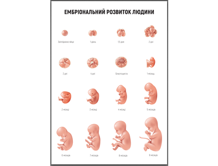 Ембріональний розвиток людини