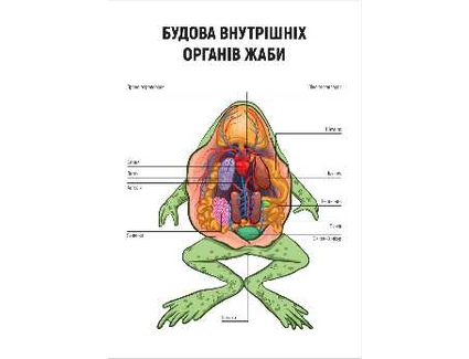 Внутрішня будова жаби