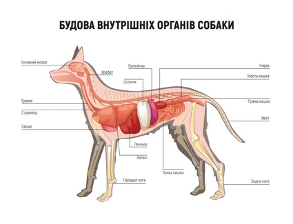 Внутрішня будова собаки
