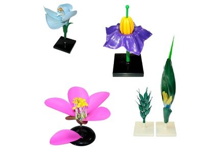 Цветки представителей разных семейств (4шт)