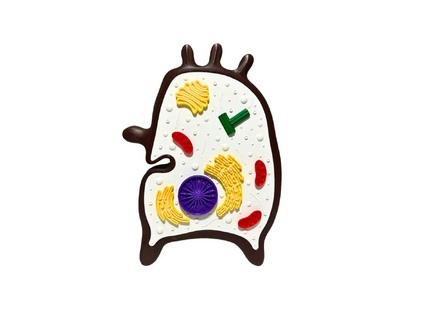 Модель Клетка растения Тип 3