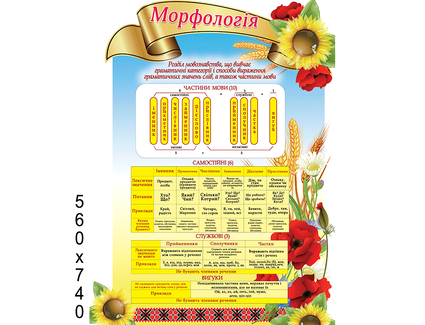 Стенд Морфологія