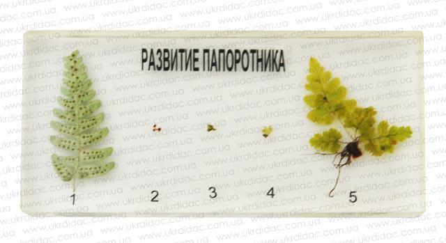 Біологія